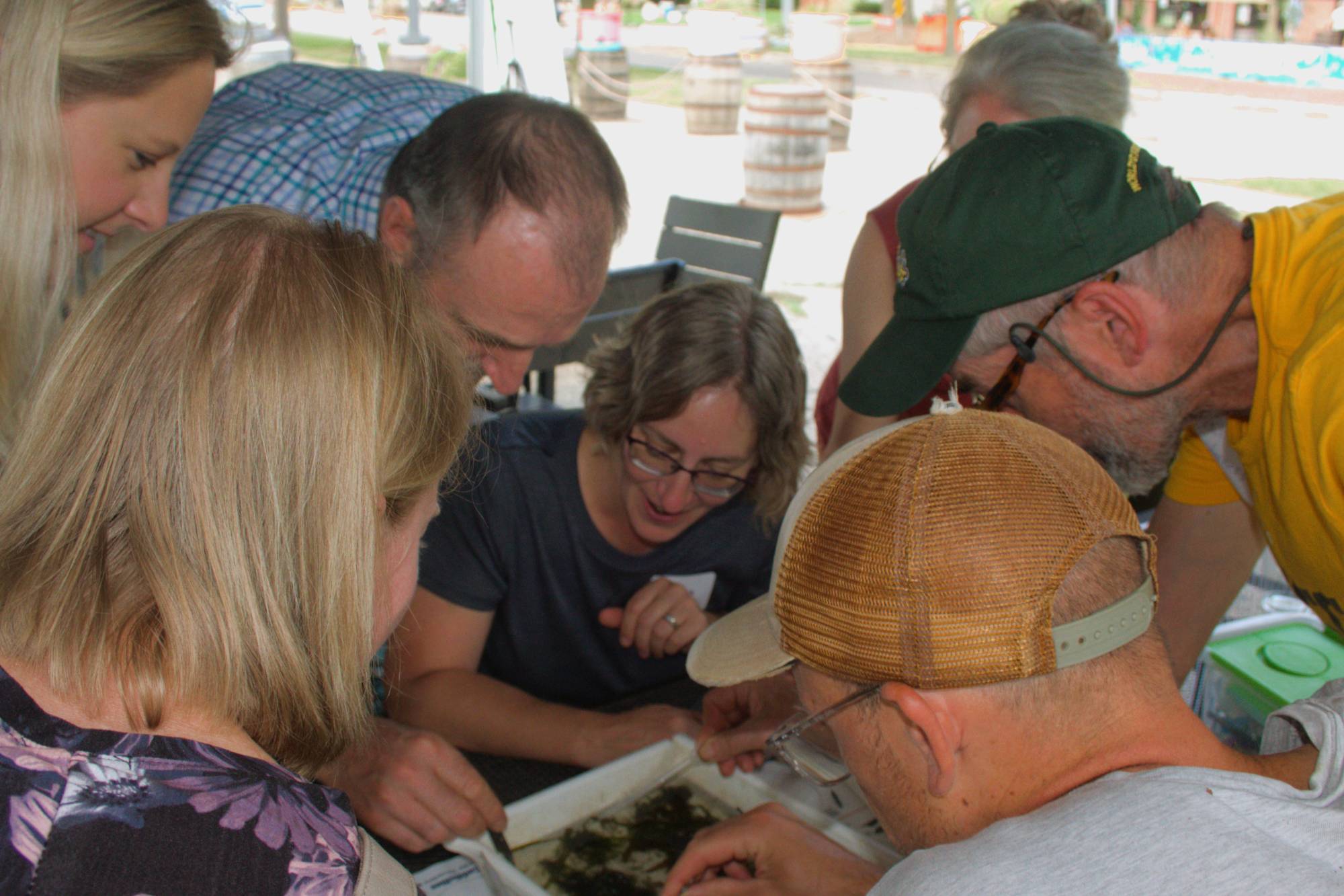 Teachers looking at macroinvertebrates